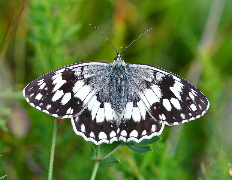 Melanargia larissa (Geyer, 1828)